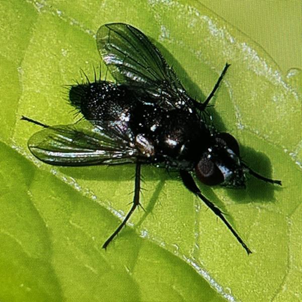 <h3>Rhinophora lepida / Pouting woodlouse‑fly / Gewone pissebedvlieg</h3>